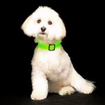 BRITE COLLAR